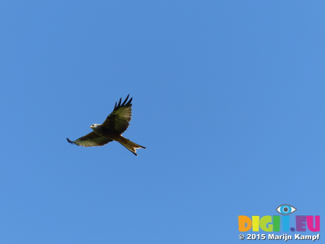 FZ023263 Red kites (Milvus milvus)